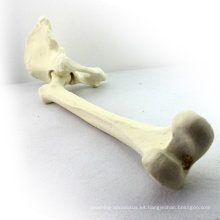 TF03 (12314) Huesos sintéticos - Articulación de la cadera izquierda con fémur, Modelos SWABone / Esqueleto de la extremidad inferior